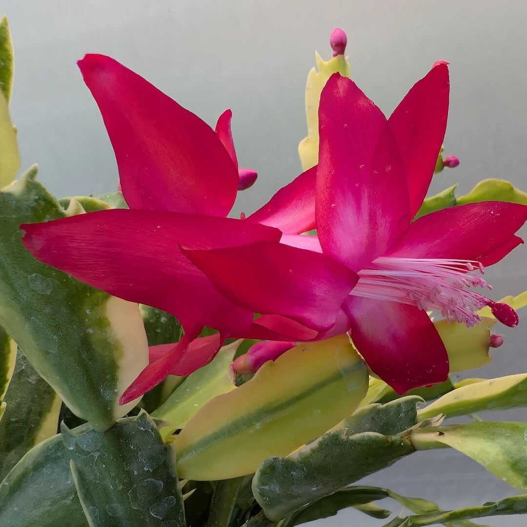 Schlumbergera Seeds