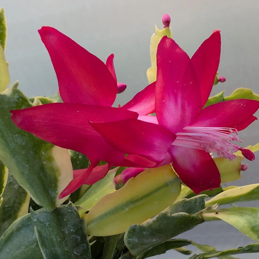 Schlumbergera Seeds