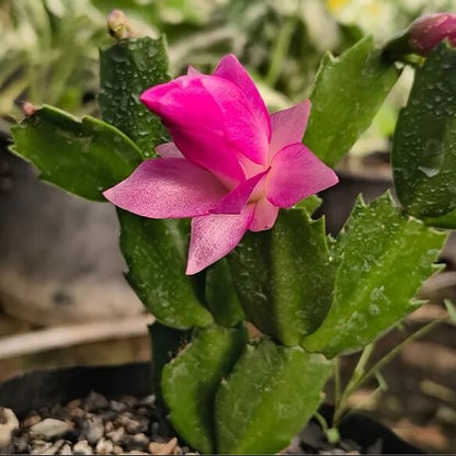 Schlumbergera Seeds