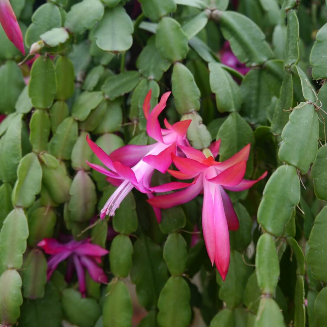 Schlumbergera Seeds