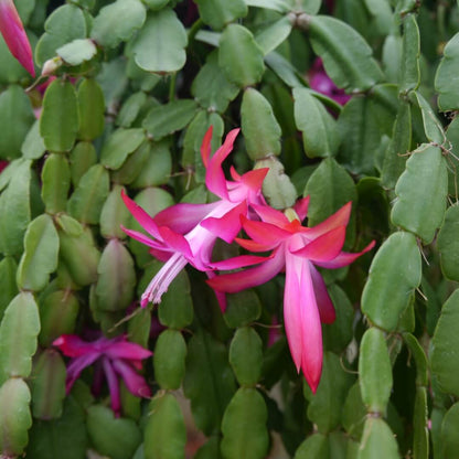 Schlumbergera Seeds