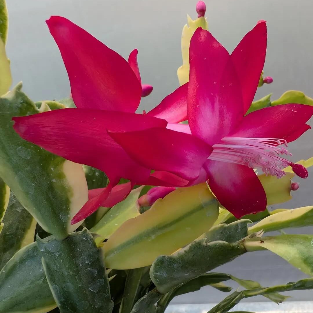 Schlumbergera Seeds - All In One For Home Gardens