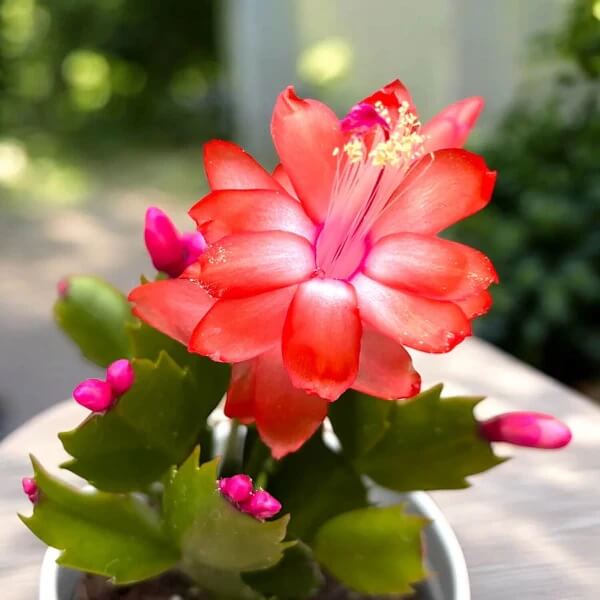 Schlumbergera seeds - all in one for home gardens