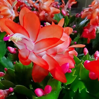 Schlumbergera seeds - all in one for home gardens