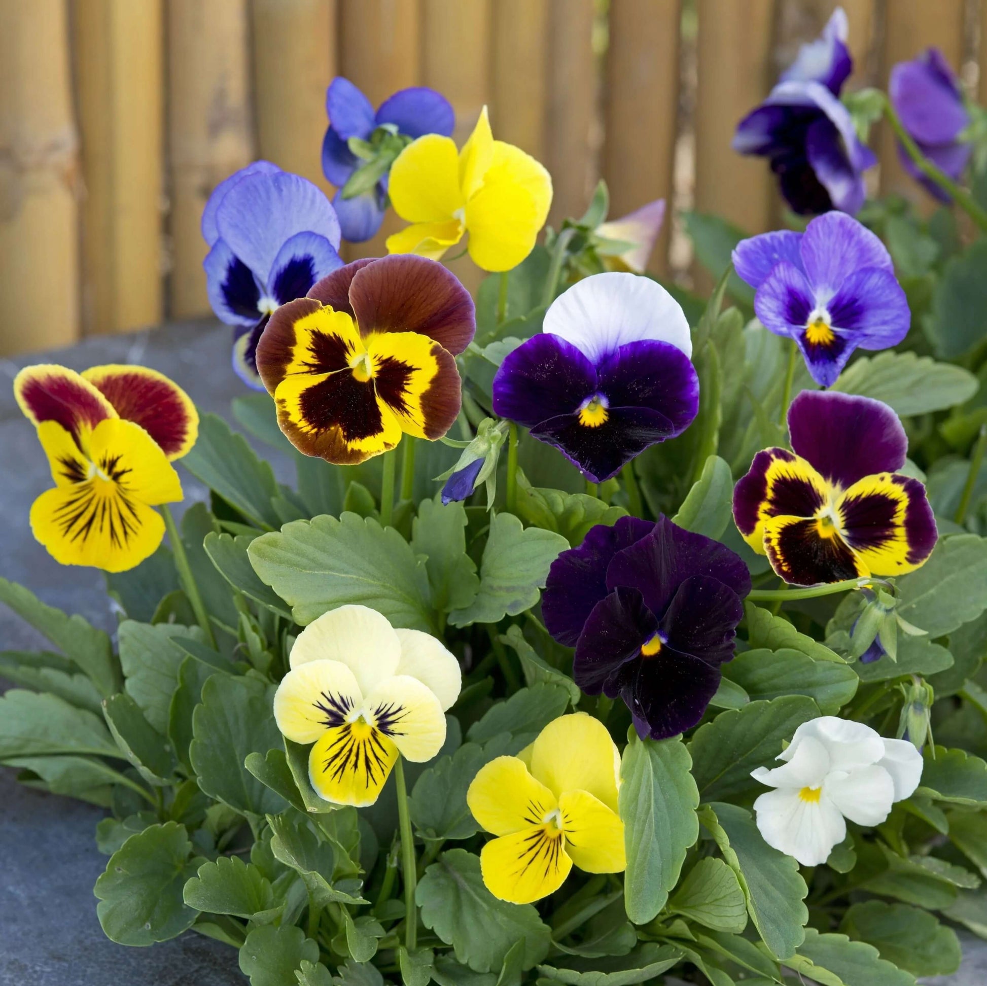 Schweizer Riesen Mix Pansy Seeds