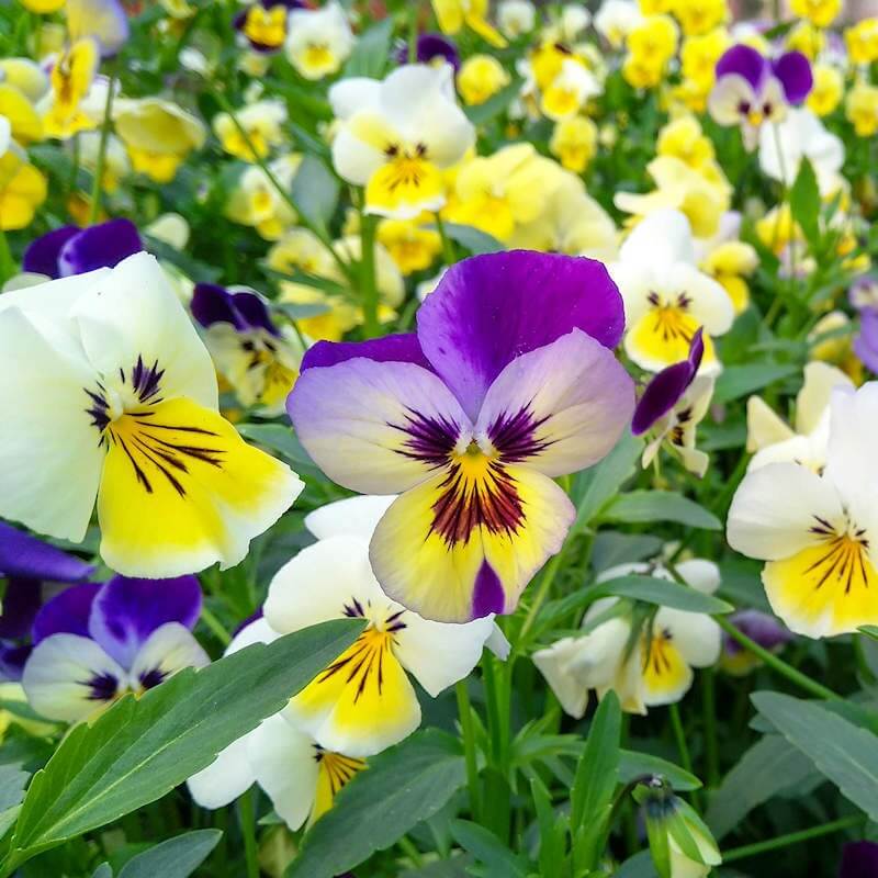 Schweizer Riesen Mix Pansy Seeds