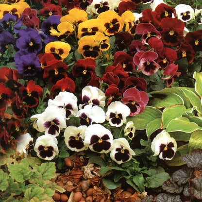 Schweizer Riesen Mix Pansy Seeds