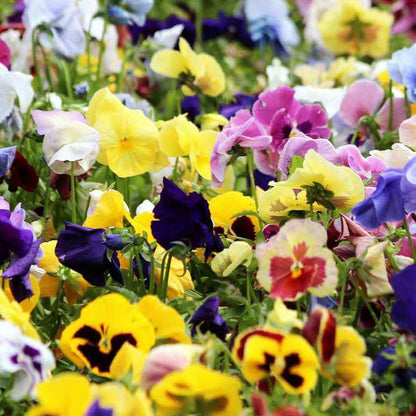 Schweizer Riesen Mix Pansy Seeds