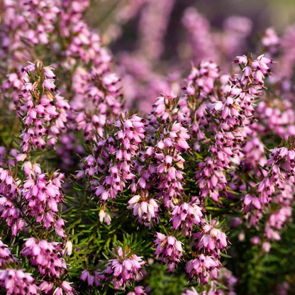 Scot's Purple Pink Calluna Vulgaris Seeds