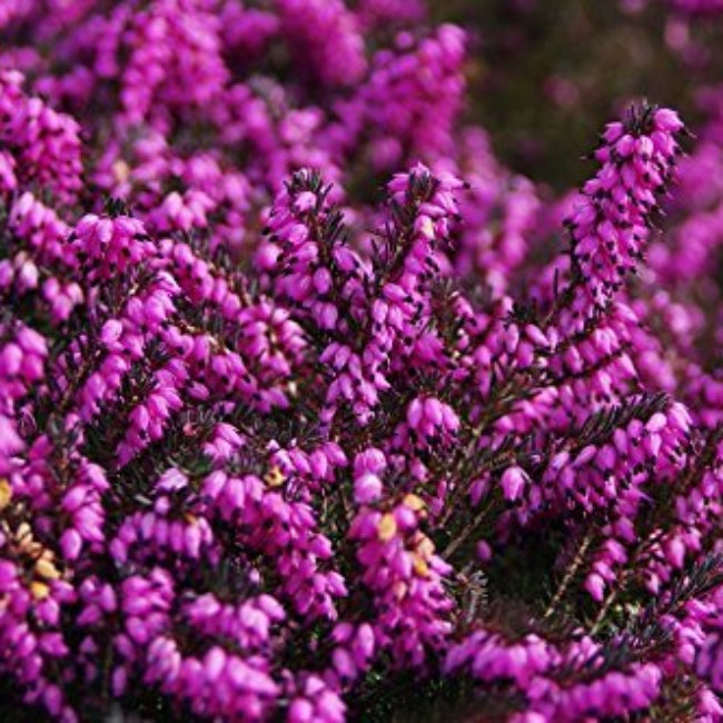 Scot's Purple Pink Calluna Vulgaris Seeds