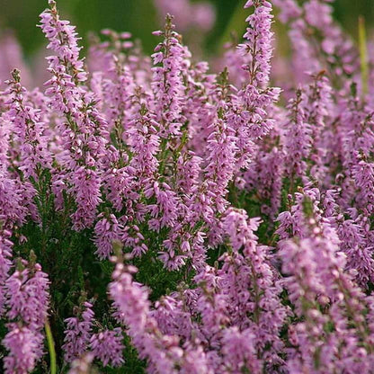 Scot's Purple Pink Calluna Vulgaris Seeds