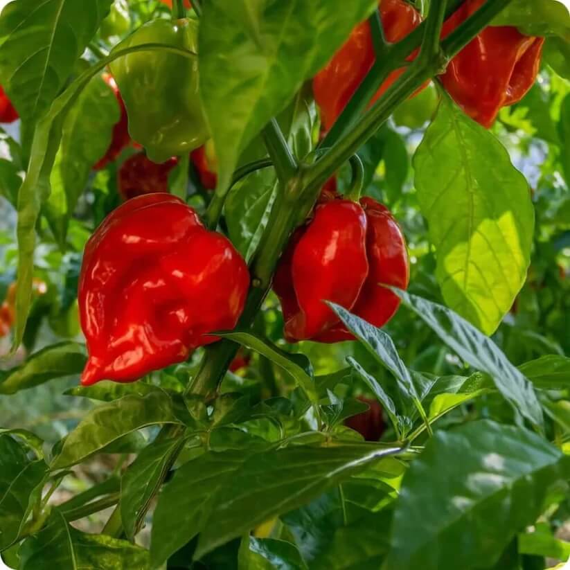 Scotch Bonnet Chili Seeds