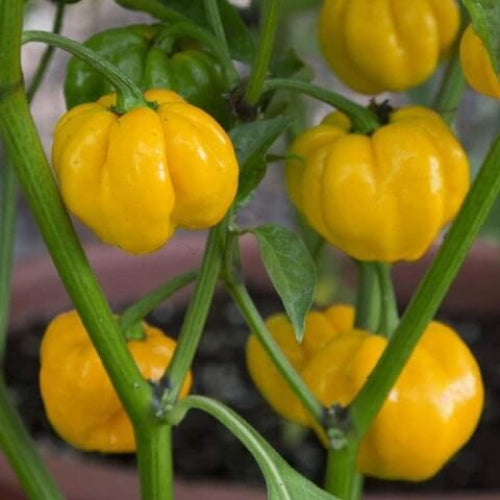 Scotch Bonnet Pepper Seeds - Vegetable Plant