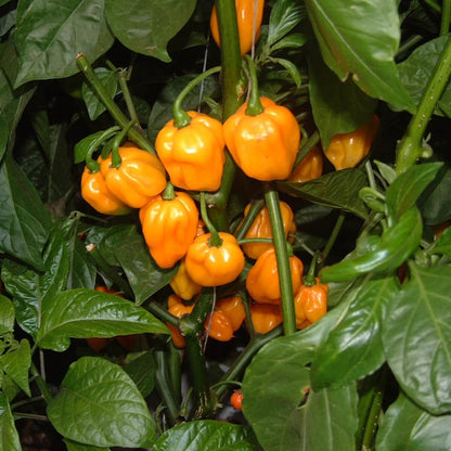 Scotch Bonnet Pepper Seeds - Vegetable Plant