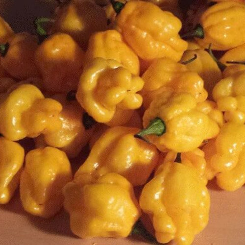 Scotch Bonnet Pepper Seeds - Vegetable Plant