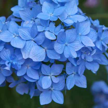 Sea Blue Hydrangea Seeds 