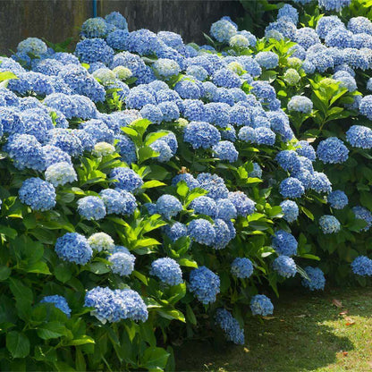 Sea Blue Hydrangea Seeds 