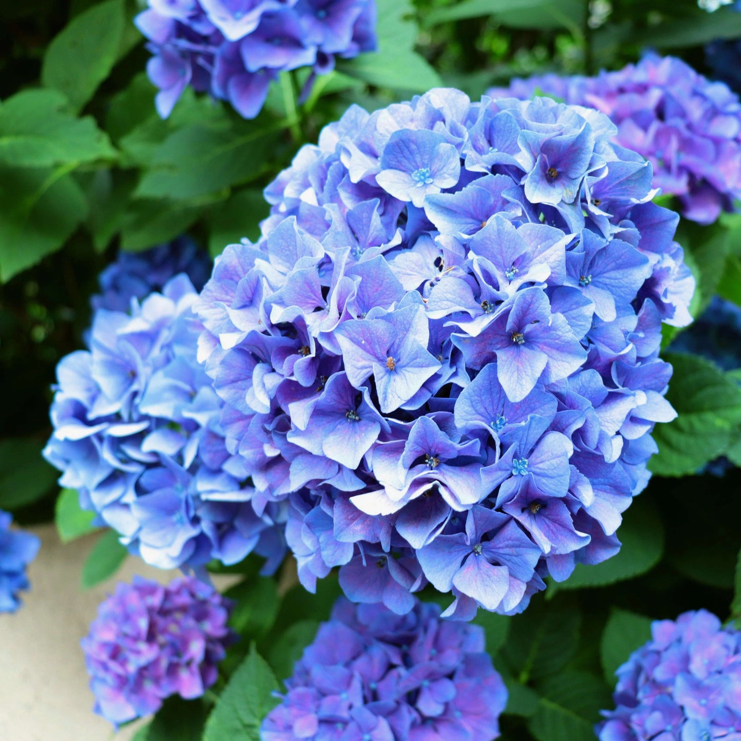 Sea Blue Hydrangea Seeds 