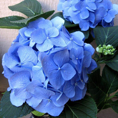 Sea Blue Hydrangea Seeds 