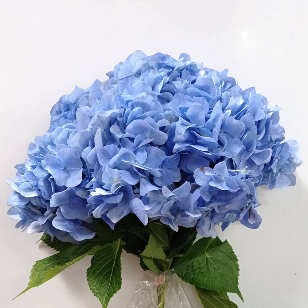 Sea Blue Hydrangea Seeds 