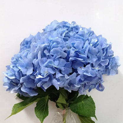 Sea Blue Hydrangea Seeds 
