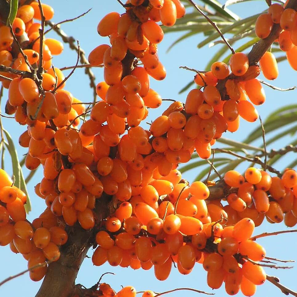 Sea Buckthorn Seeds