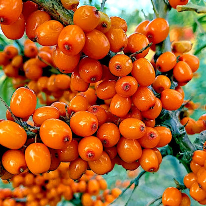 Sea Buckthorn Seeds