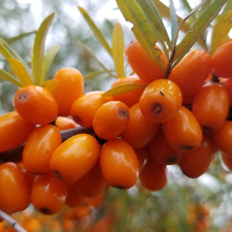 Sea Buckthorn Seeds