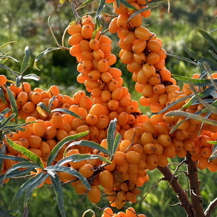 Sea Buckthorn Seeds