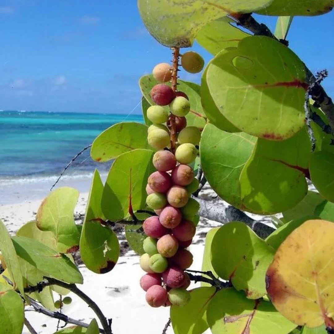 Sea Grape Seeds 