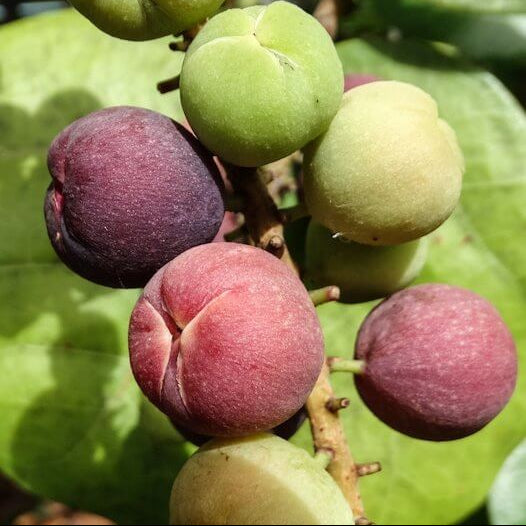 Sea Grape Seeds 