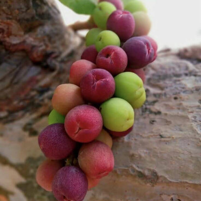 Sea Grape Seeds 