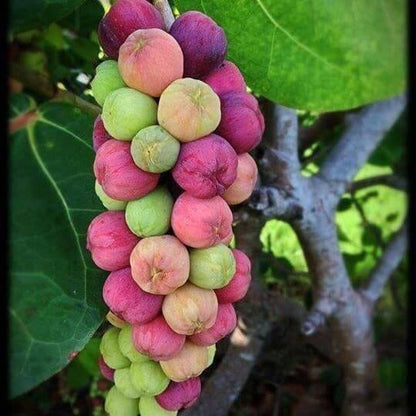 Sea Grape Seeds 