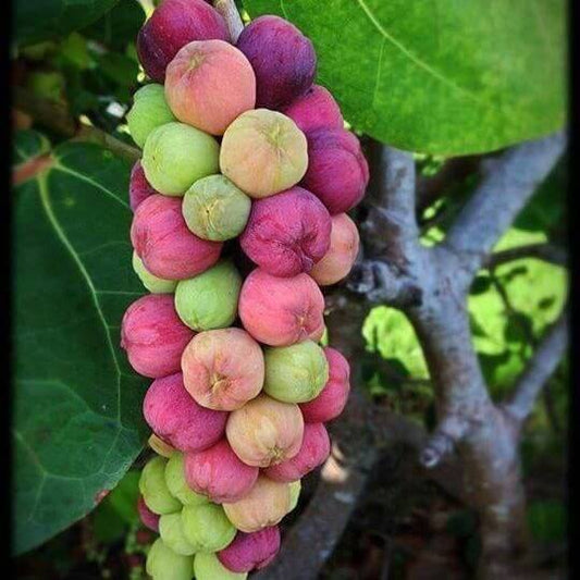 Sea Grape Seeds 
