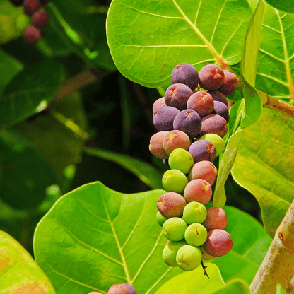 Sea Grape Seeds 
