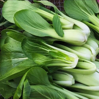 Sea Green Choi Bok Choy Seeds