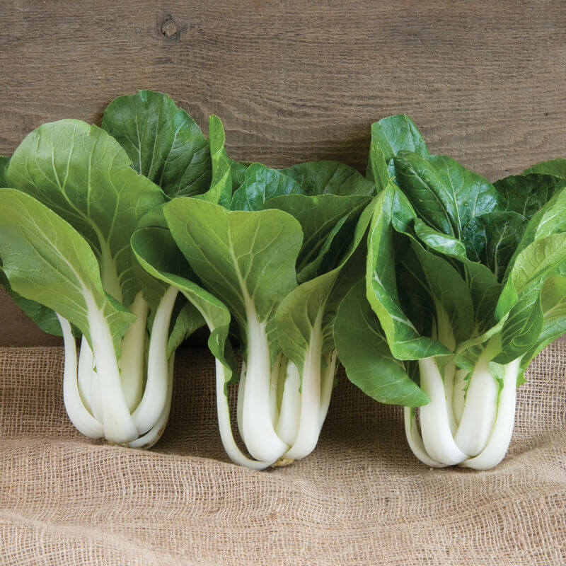 Sea Green Choi Bok Choy Seeds