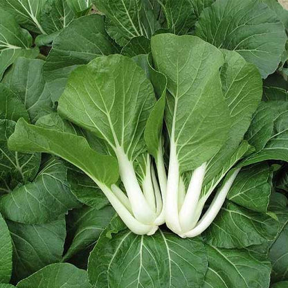 Sea Green Choi Bok Choy Seeds