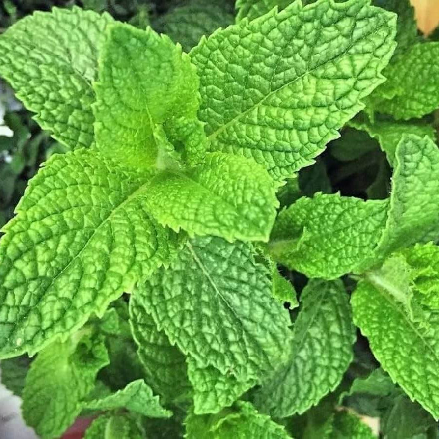 Sea Green Mint Seeds - Herbal Plant