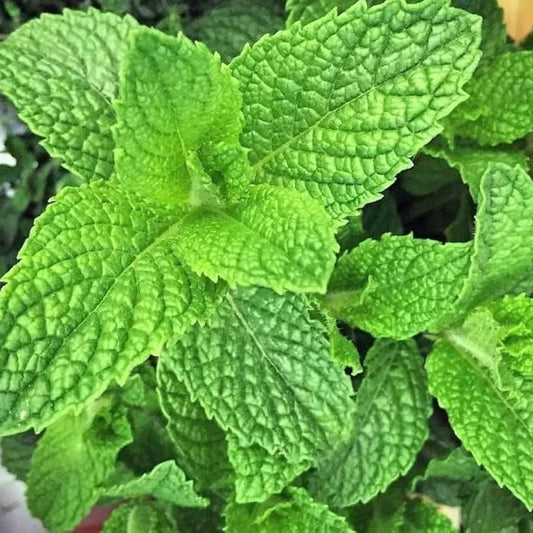 Sea Green Mint Seeds - Herbal Plant