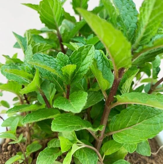 Sea Green Mint Seeds - Herbal Plant