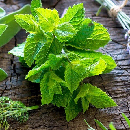 Sea Green Mint Seeds - Herbal Plant