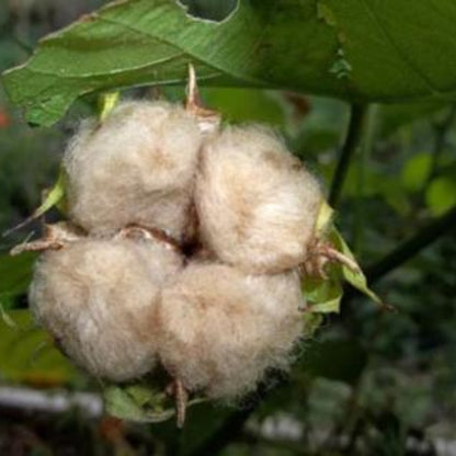 Sea Island Brown Cotton Seeds 