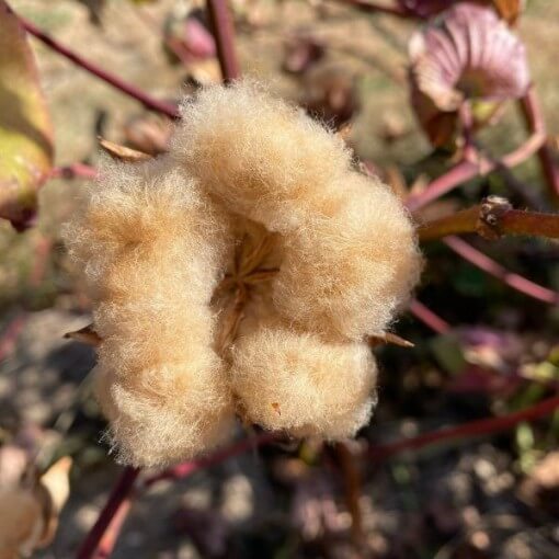 Sea Island Brown Cotton Seeds 