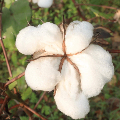 Sea Island Cotton Seeds