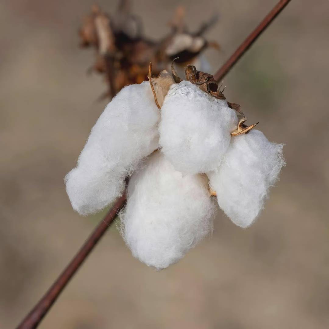 Sea Island Cotton Seeds