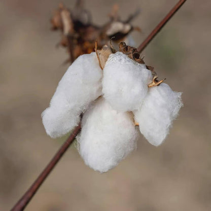 Sea Island Cotton Seeds