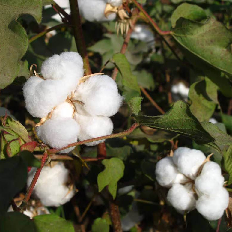 Sea Island Cotton Seeds