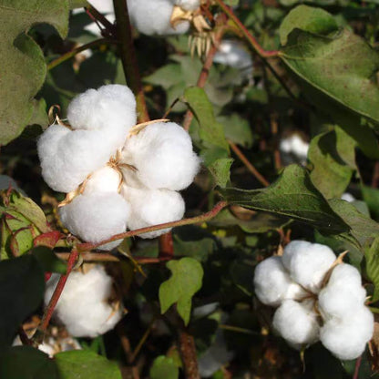 Sea Island Cotton Seeds