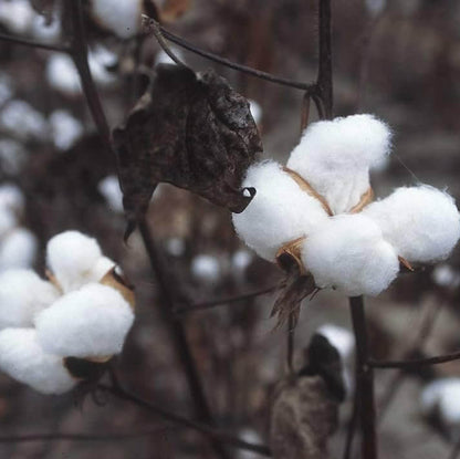 Sea Island Cotton Seeds